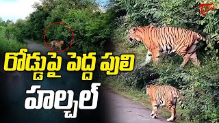 రోడ్డు పై పెద్ద పులి హల్చల్  Tiger Spotted On Road At Nagar Kurnool  Nallamala Forest  Tone News [upl. by Mendes]