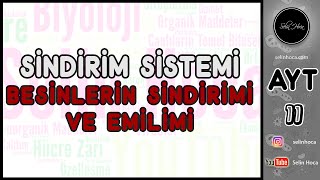 18 Sindirim Sistemi  Besinlerin Sindirimi ve Emilimi [upl. by Cutlor]