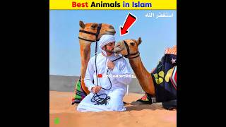 Best Animals in Islam  Arslan Speaks shortsfeed facts amazingfacts arslanspeaks [upl. by Nnylkoorb]