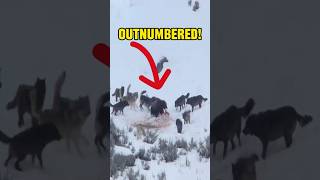 Lone Bear outnumbered by large wolfpack animals wildlife animalshorts survival animalfacts [upl. by Abas]