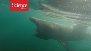 These sluggish basking sharks break through the water as quickly as great whites [upl. by Brine]