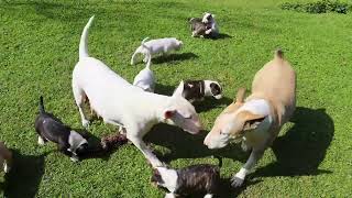 English Bull Terrier puppies at 7 weeks old [upl. by Sauncho]