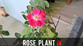 Rose Plant  Growing method amp information  Made By Plant Care With sahar [upl. by Ellehcim]