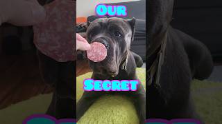 Seeking Treats To A Cane Corso dog canecorso mastiff [upl. by Greggs44]