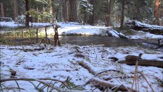 Spawning brown trout in Last Chance Creek Lake Almanor CA [upl. by Roane]