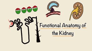 Functional Anatomy of the Kidney  Structure and Function of the Nephron  Renal Physiology [upl. by Etteinotna]