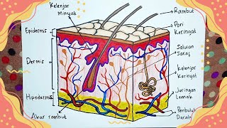 MUDAH  Cara Menggambar Lapisan Kulit Manusia Beserta Keterangannya [upl. by Anirbys]