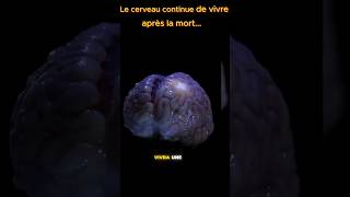 Le saviez vous 🧠 cerveau mortal evolupro shorts [upl. by Markiv]