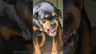 angry Rottweiler barking rottweiler angrydog barking viral angrydog cutepet pets dogsound [upl. by Einehpets]