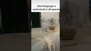 Thats the power of the mom funnymemes big dj love doglover dog babysdogshorts power of momk [upl. by Leerzej21]