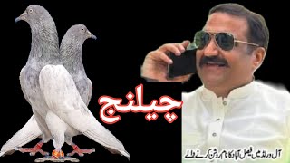 Ustad Rana Munna Pigeons Challenge [upl. by Akemehs]