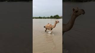 Camel walking in water you see first time [upl. by Nov691]