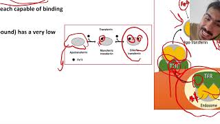 L12  PRINCIPLES OF RECEPTOR MEDIATED ENDOCYTOSIS  PART2 [upl. by Edlin675]