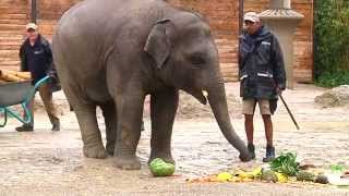 Elefant Ludwig verabschiedet sich zum Geburtstag aus dem Tierpark Hellabrunn in München [upl. by Abbub10]