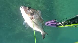 Strategy Paid Off fishing underwater scubadiving fish spearfishing pesca ocean sea malta [upl. by Giwdul]