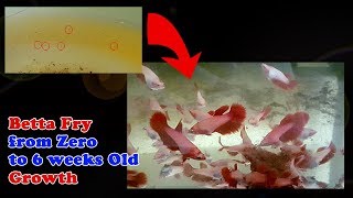 How to grow your betta fish fry quickly  Betta fry from zero to 6 weeks [upl. by Ahsilaf]