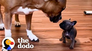 French Bulldog Puppy Is Raised By Kittens  The Dodo [upl. by Drucilla614]