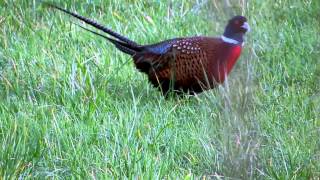 Fasan  Pheasant Zoom 50x Canon Powershot SX50 HS [upl. by Akenahs890]