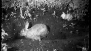 ZoogdierTV Nursing in rabbits [upl. by Adoree]