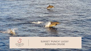 Sunset ‘Punch’ Lucky Dolphin Cruise in the Maldives [upl. by Kurt]