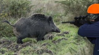 Chasse Sanglier en Battue  Superbe Battue Aux Sangliers 2020 [upl. by Ligriv]