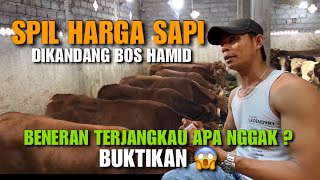 SPIL HARGA SAPI❗️Di Kandang Bos Hamid Spesialis Bandar Sapi Kirim Jawa Barat [upl. by Attenra]