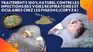 Traitements 100 naturel contre les infections des voies respiratoires et oculaires chez les pigeons [upl. by Boggers415]