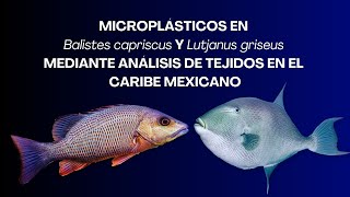 Microplásticos en B capriscus y L griseus mediante análisis de tejidos en el Caribe Mexicano [upl. by Anemij]