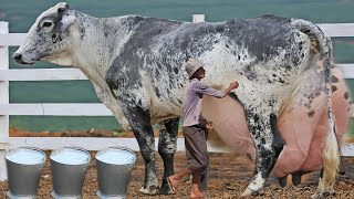 127 KG Dudh Dene Wali Girlando Nasl ki Gay Ke Bare Mein Maloomati Video [upl. by Stringer]