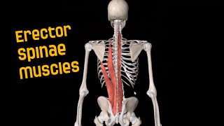 Erector Spinae Muscles [upl. by Aw]