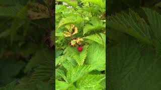 Salmon Berries patch in Swan Lake Sitka Alaska Wed July 24th 2024 540 P M [upl. by Heidie508]