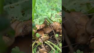 Interesting looking mushrooms or toadstools in the weeds by trail [upl. by James]