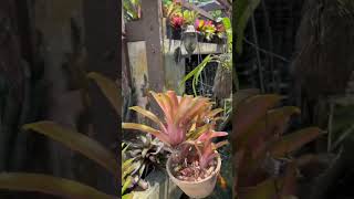 Bromeliad Gardenbromeliad bromeliadgarden [upl. by Ardiedal]