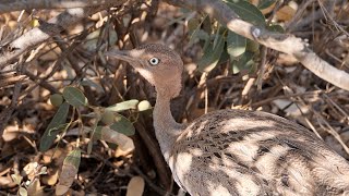 Buffcrested Bustard in Kenya [upl. by Euqinmod]