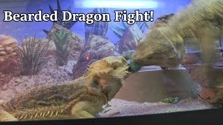 Bearded Dragons FIGHT OVER FOOD [upl. by Ogg]