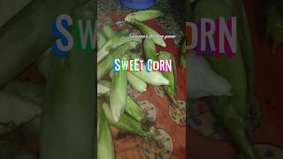 Sweet Corn 🌽 Yummy Snacks Ambur sweetcorn snacks tamil ambur [upl. by Germayne995]