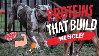 Top Muscle Building Proteins for Your Dog [upl. by Llednav848]