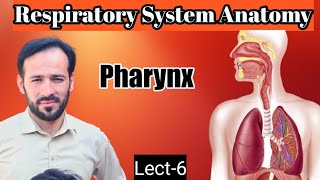 06 Anatomy of Pharynx  Structure of Pharynx  Pharynx anatomy  Respiratory system  Part1 [upl. by Pernas]