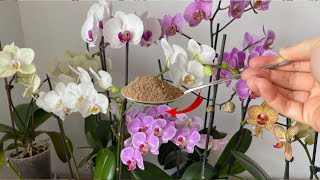 Unbelievable Just give a spoonful and the orchids will bloom nonstop [upl. by Kenwood]