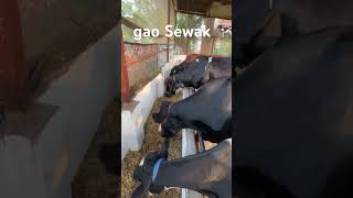 Uk dairy farm subscribe gao Sewakdairyfarm sorts viral ￼Sailesh Sukha chara viral ll￼￼￼￼ [upl. by Chere]