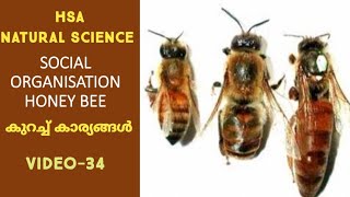 SOCIAL ORGANISATION OF HONEY BEE HSA NATURAL SCIENCE [upl. by Adnoyek886]