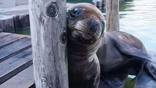 Animal Park  Sedating Sea Lions  Safari Park Documentary  Natural History Channel [upl. by Ikkin]