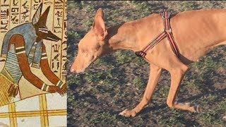 Ancient Dog Breeds The Pharaoh Hound and The Ibizan Hound [upl. by Hanoj]