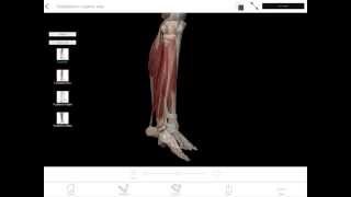 LearnVisible Body  Plantarflexion and Dorsiflexion [upl. by Ranice]