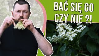 CZARNY BEZ  minimum 5 rzeczy których o nim nie wiedziałaś [upl. by Amis]