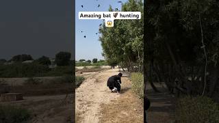 Amazing bat 🦇 hunting 😱 birdhunting hunting farming entertainment shorts viralshorts birds [upl. by Ocram734]