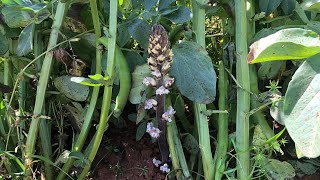 Orobanche crenata delle fave una specie commestibile [upl. by Maril239]