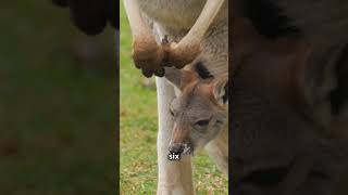 5 Fun Facts About Kangaroos 🦘  Kids YouTube Short  Educational [upl. by Hseham390]