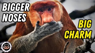 12 Facts about Proboscis Monkey The Worlds Weirdest Monkey [upl. by Nosreffej]