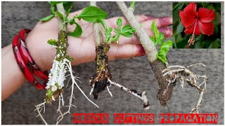 THREE EASY WAY TO PROPAGATE HIBISCUS FROM CUTTINGS WITH RESULT AND COMPARISON [upl. by Magnum]